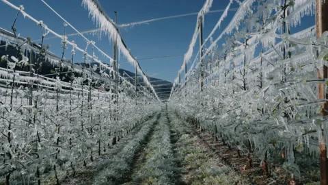 Apple trees in ice. Stock Footage 170421206