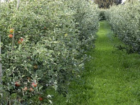 Apple trees line a green path Stock Photos