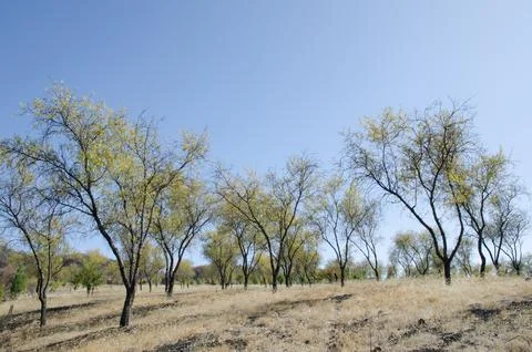 Apple trees in the Llanos de La Pez. Stock Photos