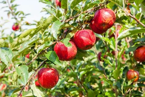 Apple trees loaded with apples in an orchard in summer Stock Photos