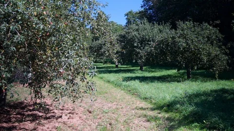 Apple trees in a meadow Stock Footage 115704591