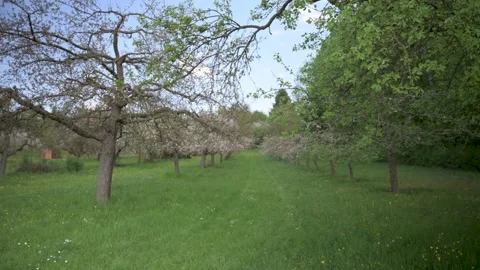 Apple trees on a meadow orchard in spring with sunshine Stock Footage 130365096