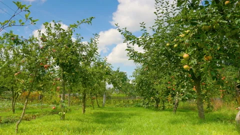 Apple trees in the orchard in 4k Video stock 153322710