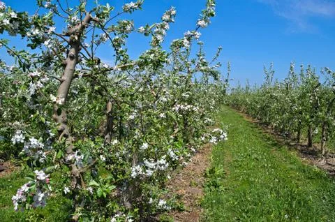 Apple trees in orchard blooming at spring time Stock Photos