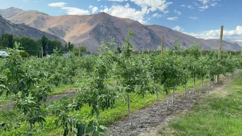 Apple Trees in the Orchard during Spring Season in Wenatchee. Apple orchard with Stock Footage 278775204