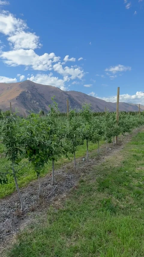 Apple Trees in the Orchard during Spring Season in Wenatchee. Apple orchard with Stock Footage 279040894