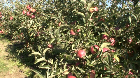 Apple trees in the orchard Stock Footage 35706641