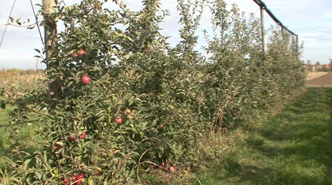 Apple trees in orchard Stock-Footage 35954660