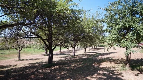 Apple trees on an orchard Stock Footage 116604319