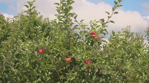 Apple trees in orchard Stock Footage 145422798