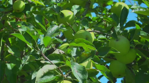 Apple trees in orchard Video stock 145654911