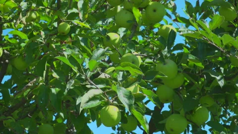 Apple trees in orchard Video stock 145655522