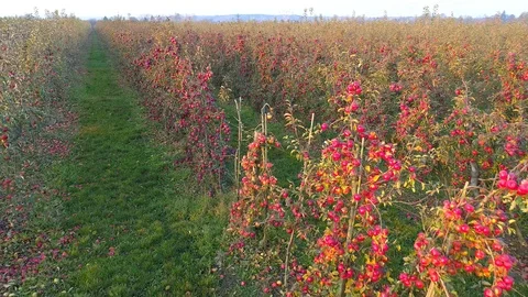 Apple trees in orchard, overproduction of apples, aerial view Stock Footage 123663743