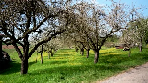 Apple trees on a orchard on a path in spring in sunshine Stock Footage 130365092