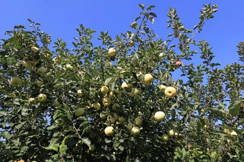 Apple trees in the orchard Stock Photos