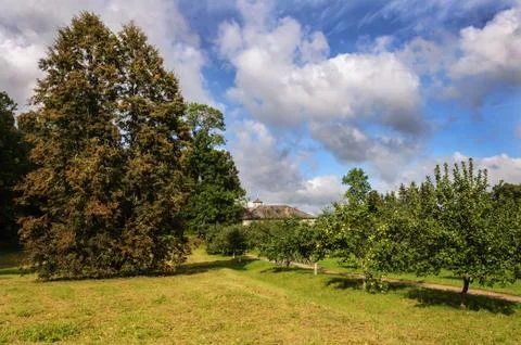 Apple trees in park Stock Photos