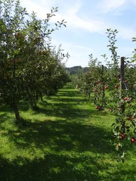 Apple trees Stock Photos