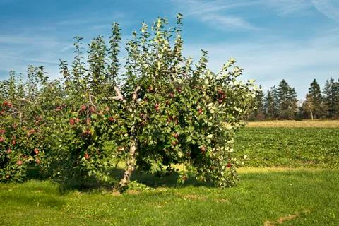 Apple trees Stock Photos