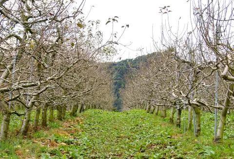 Apple trees Foto stock