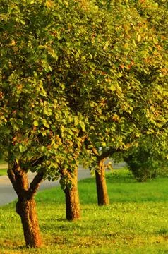 Apple Trees Stock Photos