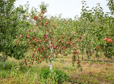 Apple trees Stock Photos