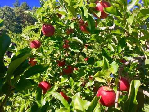 Apple Trees 写真素材