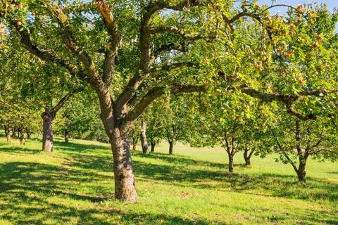 Apple trees Stock Photos