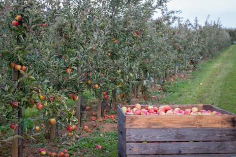 Apple trees ready for harvest Stock Photos