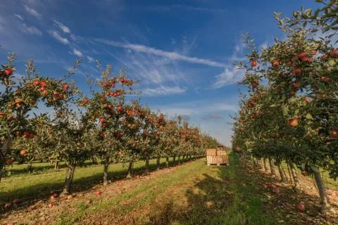 Apple trees ready for harvest Stock Photos