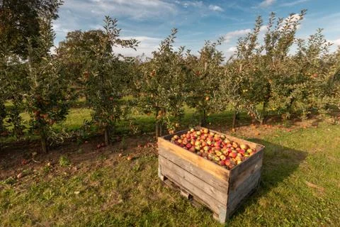 Apple trees ready for harvest Stock Photos