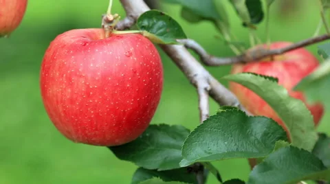 Apple trees with red apples. Close up, shallow DOF. Stock Footage 68660217