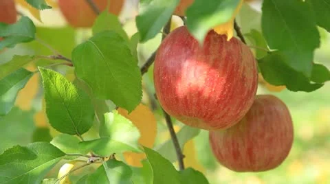 Apple trees with red apples. Stock-Footage 8982773