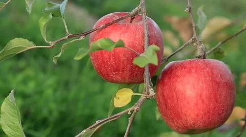 Apple trees with red apples. Stock Footage 8982776