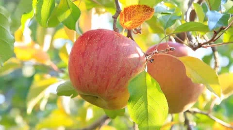 Apple trees with red apples. Stock Footage 8982778