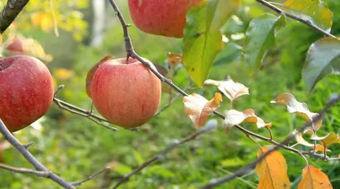 Apple trees with red apples. Stock Footage 8996718
