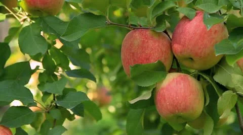 Apple trees with red apples. Video stock 12511339