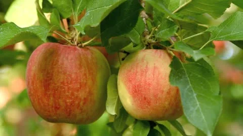 Apple trees with red apples. Stock Footage 12511345