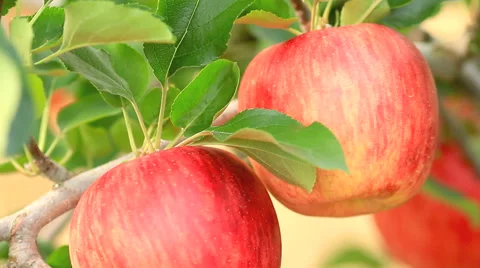 Apple trees with red apples. Stock Footage 41720263