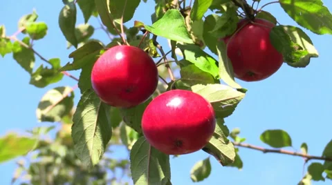 Apple trees with red apples. Video stock 43652111