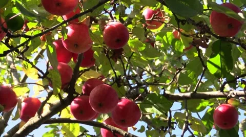 Apple trees with red apples. Stock Footage 43653688