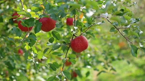 Apple trees with red apples. Stock Footage 56541894