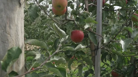 Apple trees with red apples Stockbeeldmateriaal 83639370