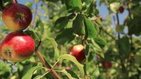 Apple trees with red apples. Stock Footage 88431370