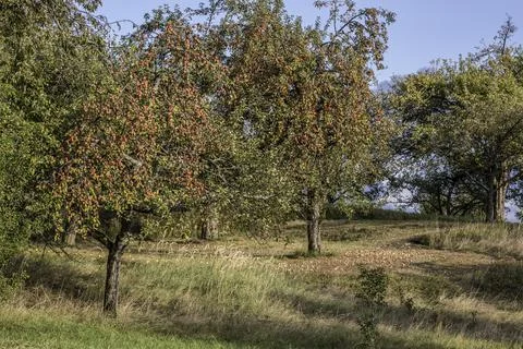 Apple trees with red apples on the green field Stock Photos
