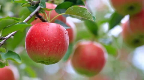 Apple trees with red apples in orchard. Stock Footage 68660160