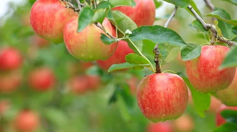 Apple trees with red apples in orchard. Stock Footage 68660169