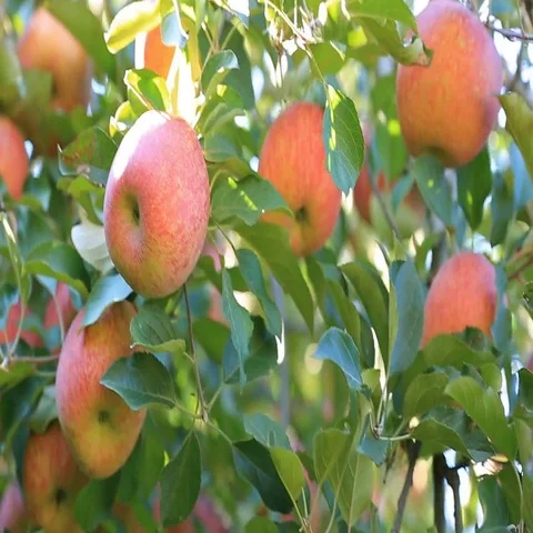 Apple trees with red apples in orchard. Stock Footage 69599256