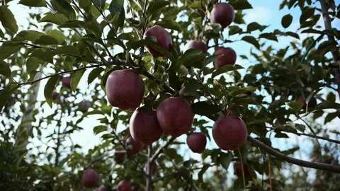 Apple trees with red apples in orchard. Video stock 228066872