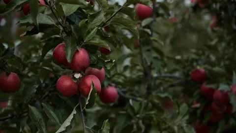 Apple trees with red apples in orchard. Stock Footage 233602946