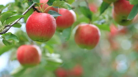 Apple trees with red apples. Shallow DOF. Stock Footage 68660195